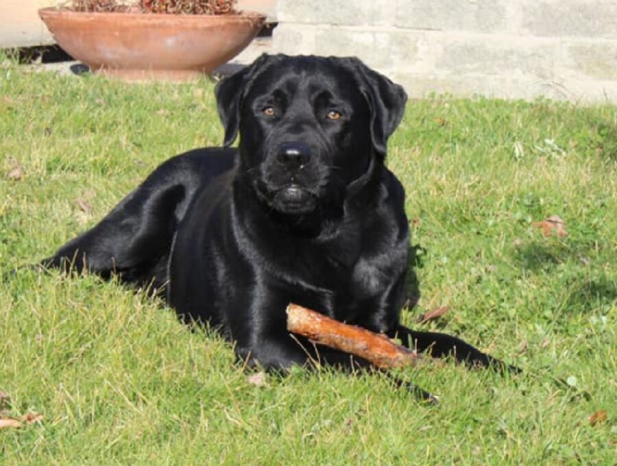 cane gioca sul prato verde