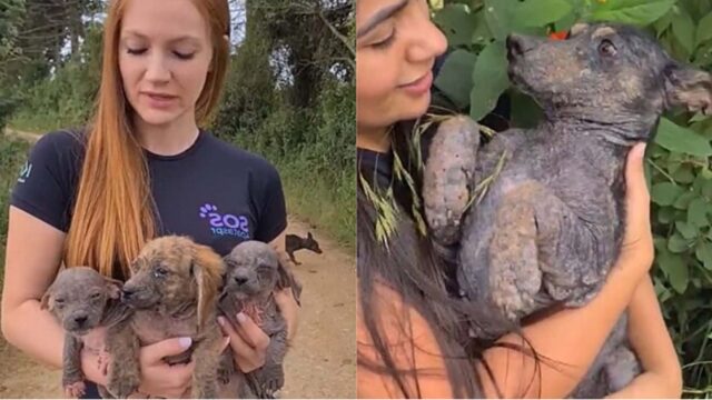 Le volontarie salvano 3 cuccioli di cane indeboliti dalla rogna