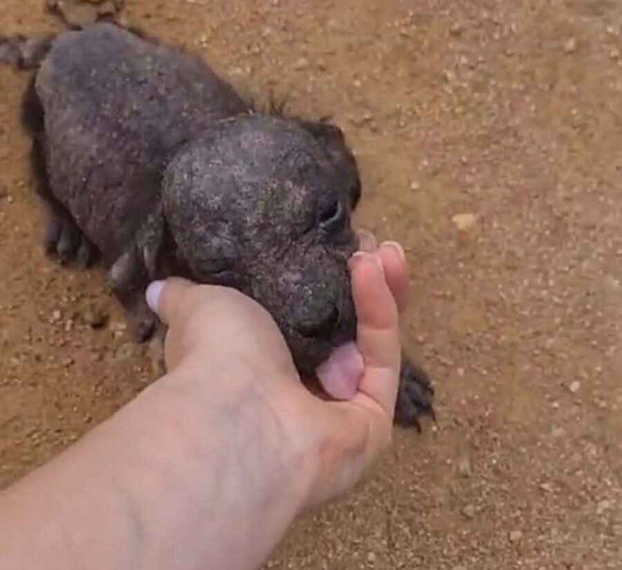 ragazza con cucciolo malato