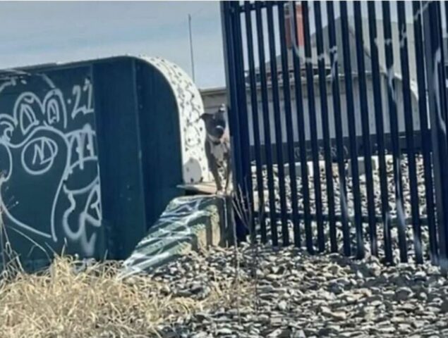 Cucciola di cane salvata dai binari del treno: la sua storia