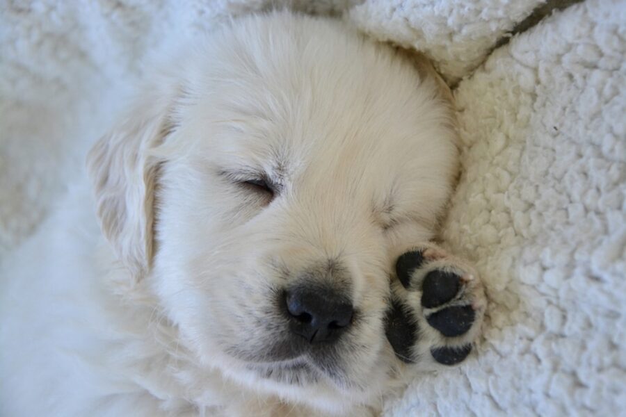 cucciolo dolce pelosetto