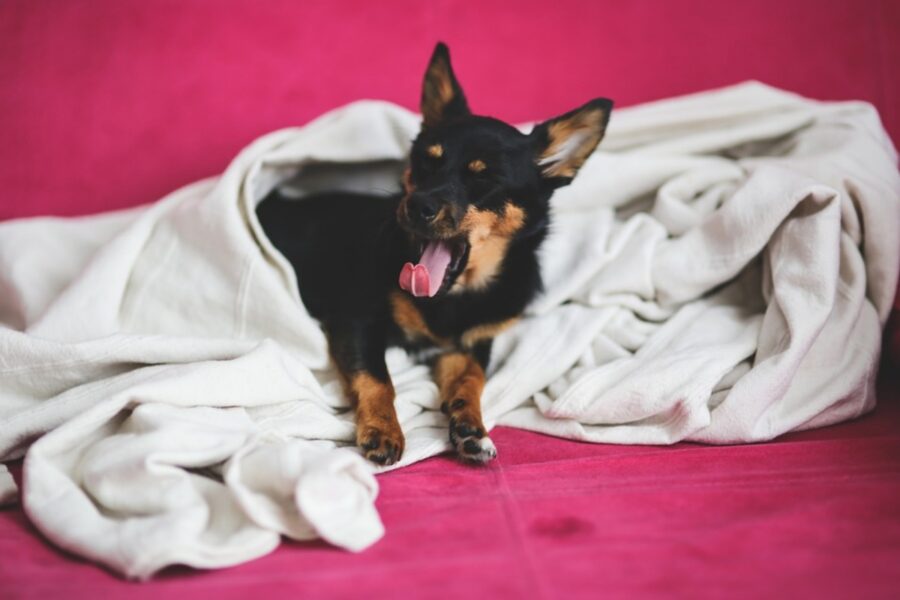 cane sonno sbadiglio