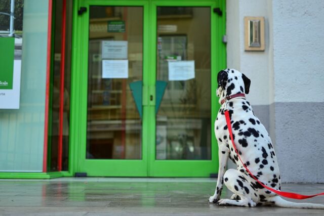 3 principali segnali che indicano che un cane ha bisogno di uscire fuori