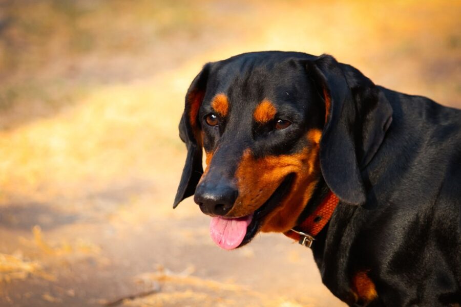 cane sorriso dolce