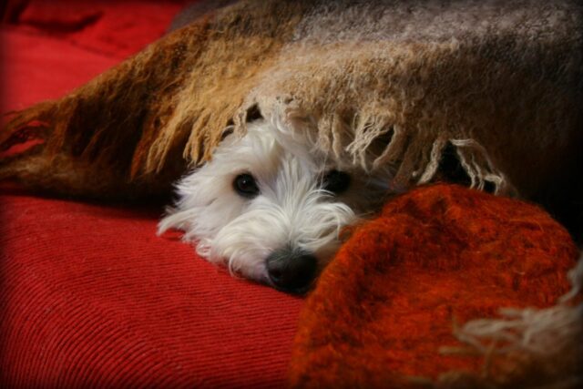 4 consigli per calmare il cane durante gli spari di capodanno