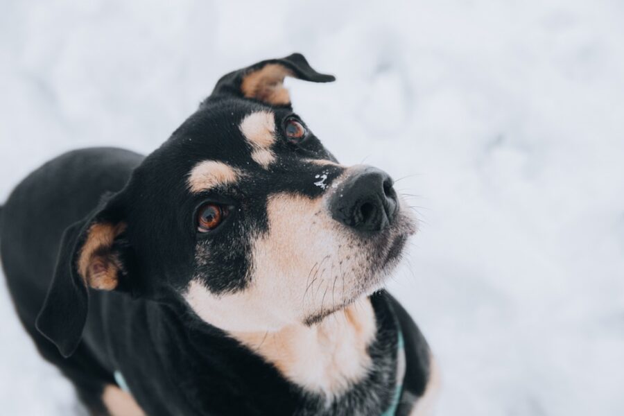 cane sguardo adorabile