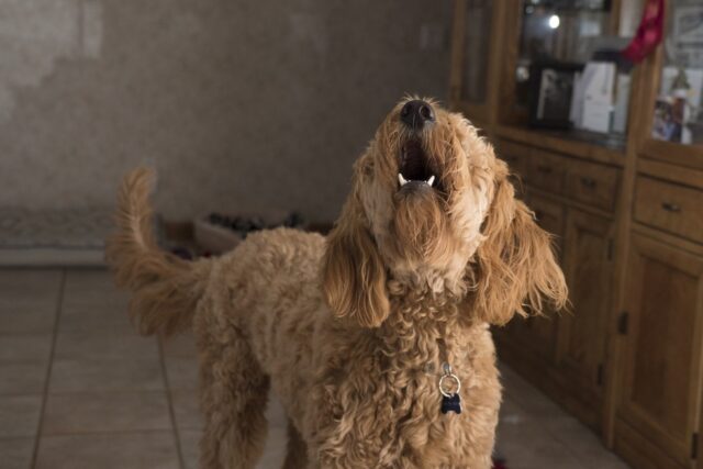 4 consigli per mantenere tranquillo il cane in un appartamento