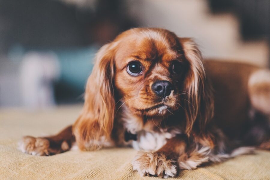 cane tenero dolce