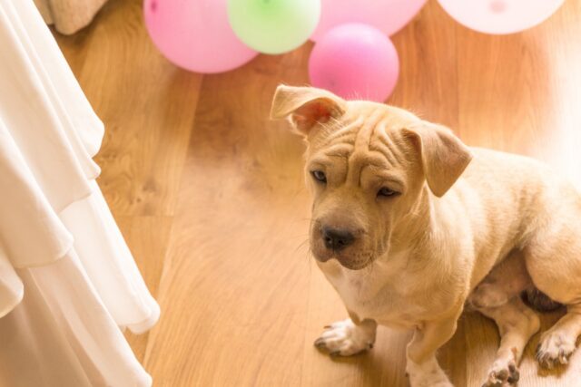 4 consigli per tenere buono il cane quando ci sono visite in casa