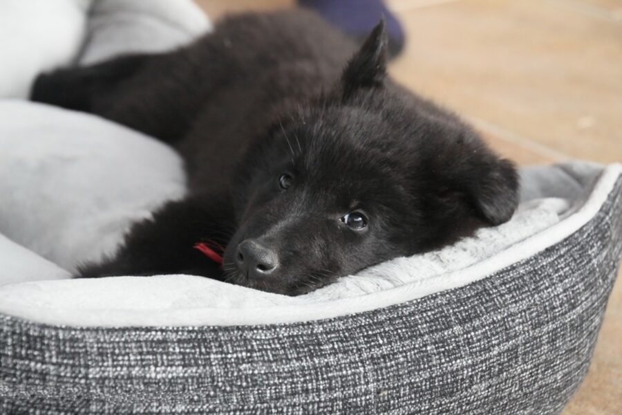 cucciolo dolce peloso