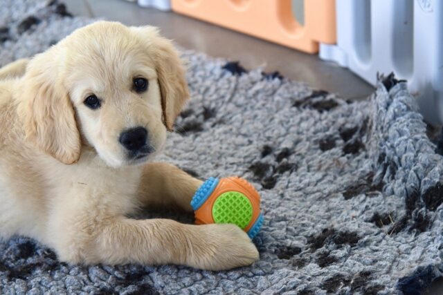 4 consigli per vivere serenamente con un cane bisognoso di attenzioni