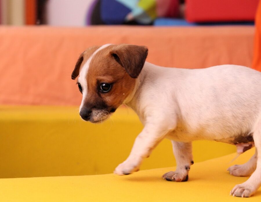 cagnolino piccolo dolce