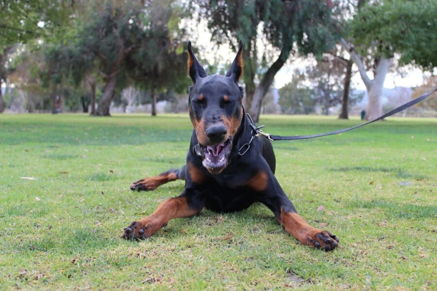 dobermann tenero prato