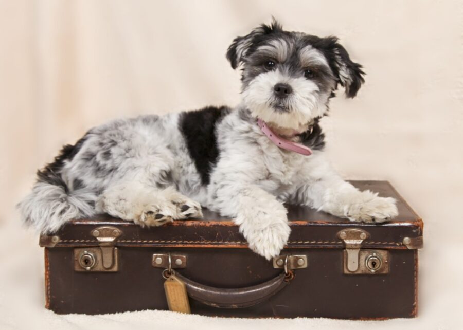 cane sulla valigia