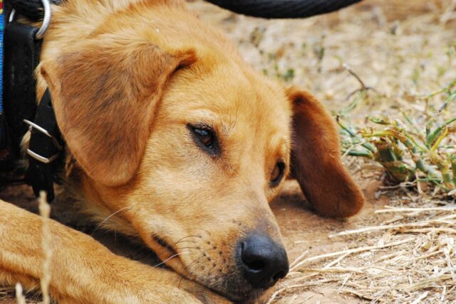 4 cose che ti fanno capire che il cane è stato avvelenato