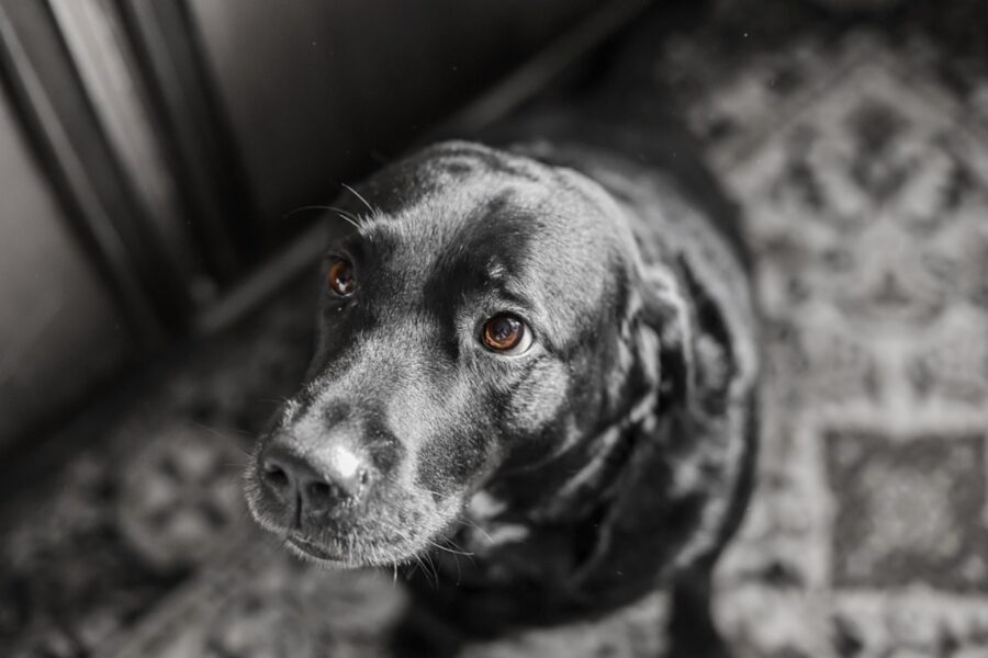 cane pelo nero