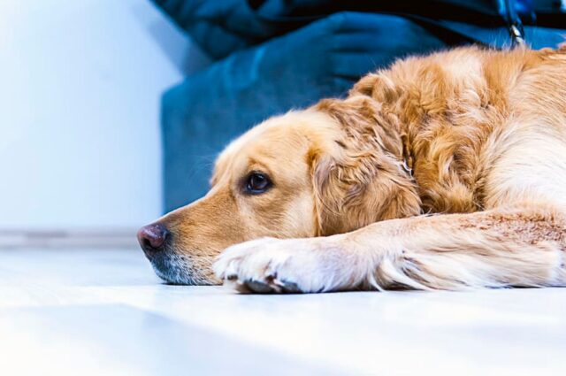 4 cose importanti da sapere riguardo la sindrome vestibolare nel cane