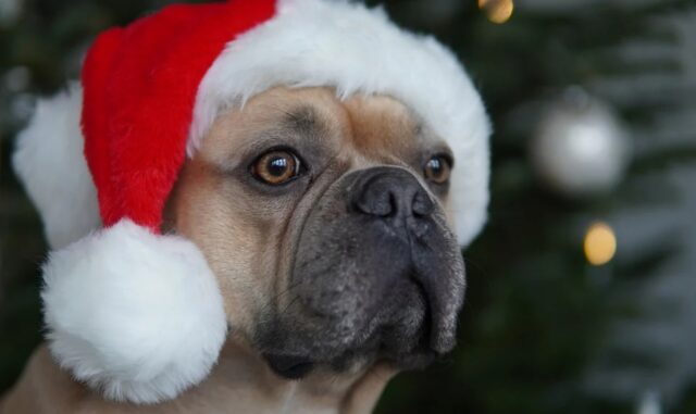 4 dritte per festeggiare il natale con il tuo cane in modo fantastico