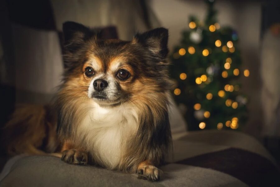 cane dolce salotto