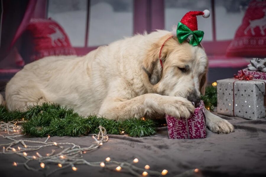 cane apre regalo