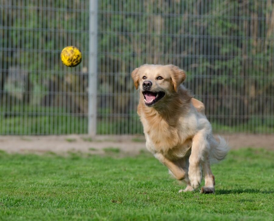 cucciolo golden retriever