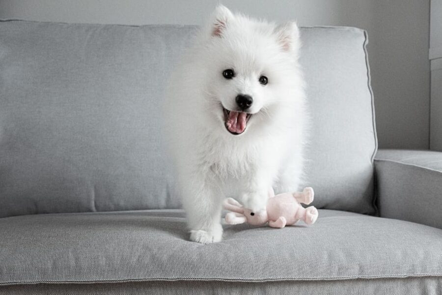 cane bianco divano