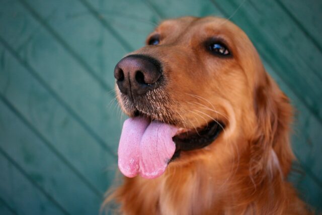 4 ragioni per cui dovresti coccolare più spesso il cane