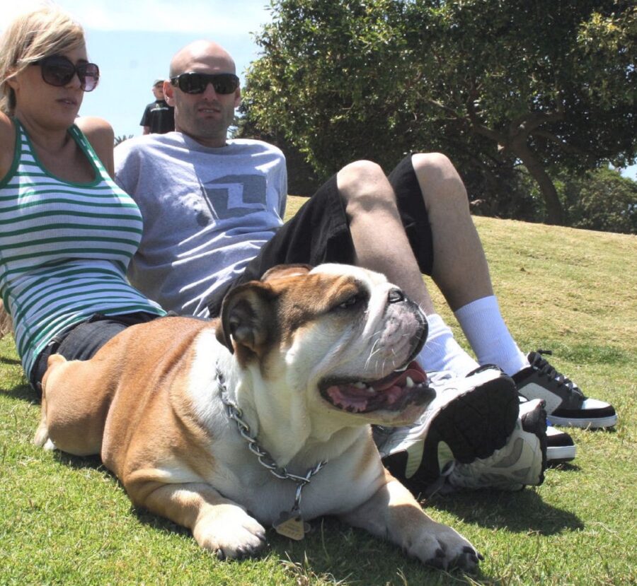 cane bulldog inglese