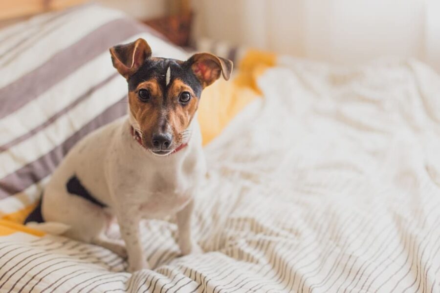 cane sul letto