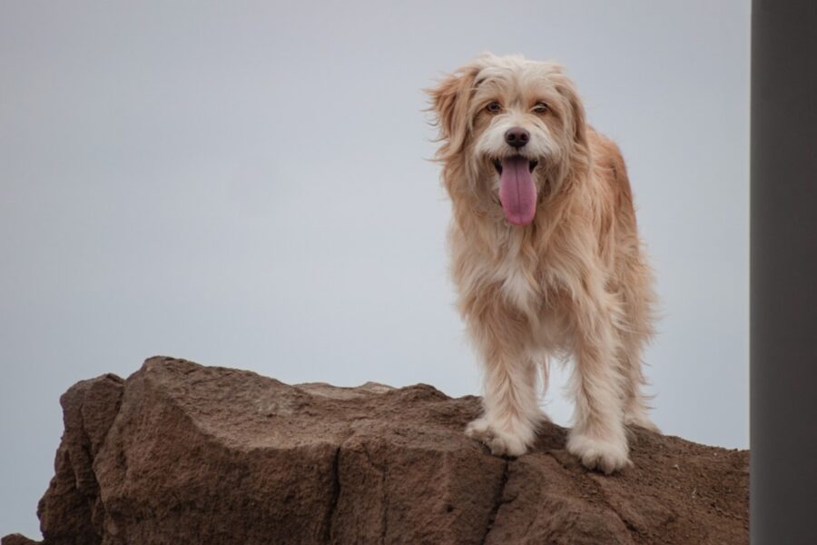cane sulla roccia