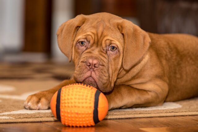 4 ragioni principali per cui il cane non ti ascolta mai