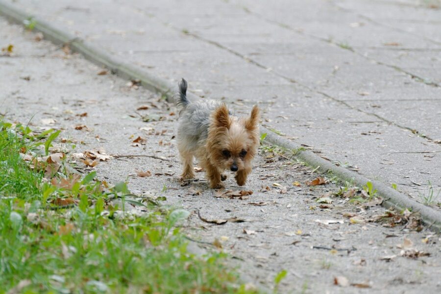 cane per strada