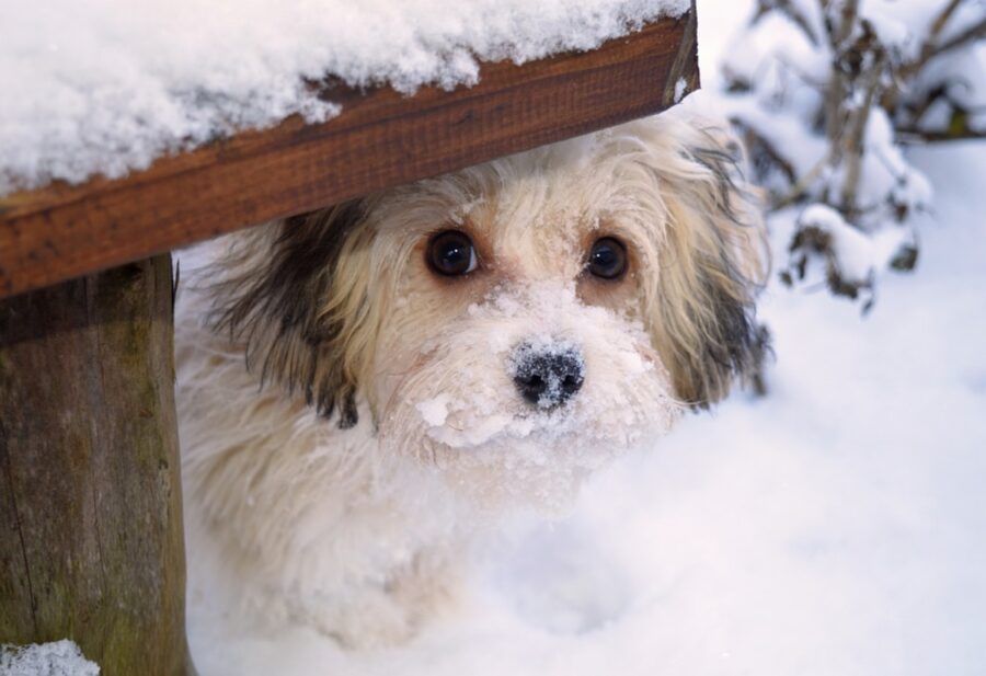 peloso nella neve