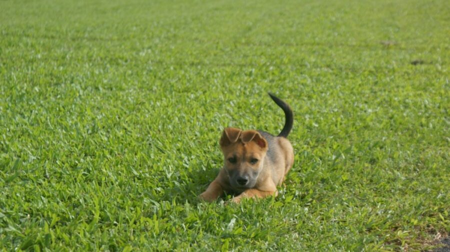 cane sull'erba