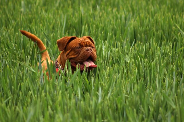 cane nell'erba
