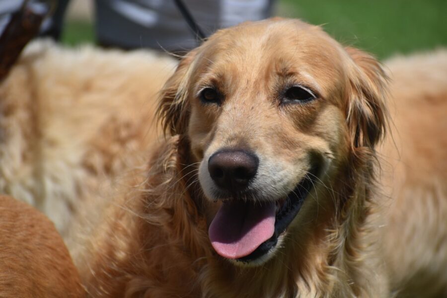 stupendo sorriso cane