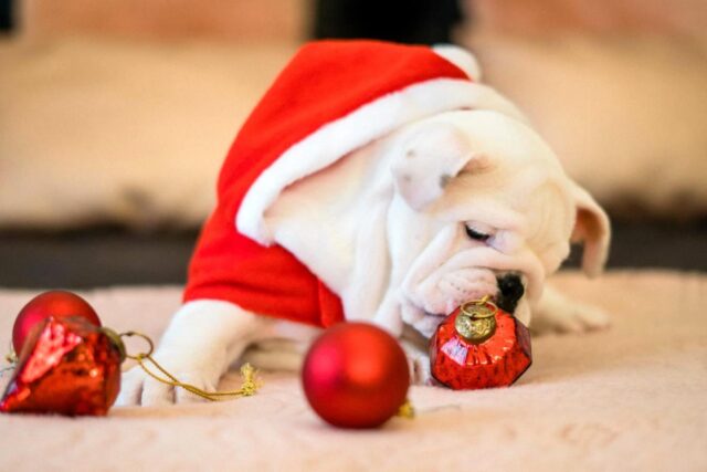 5 suggerimenti per trascorrere le feste natalizie in tranquillità con un cane