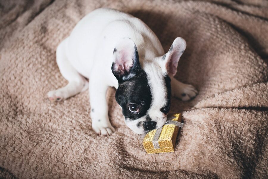 cane pacchetto regalo