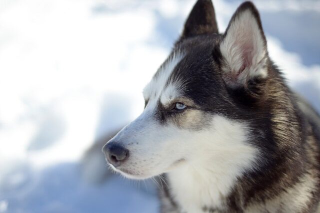 6 cani che sanno bene come conquistare gli obiettivi delle fotocamere