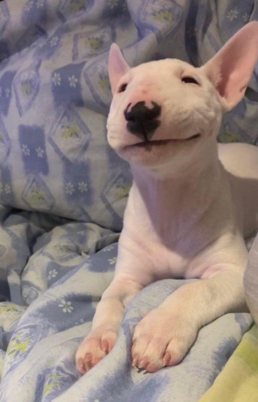 sorriso meraviglioso cane