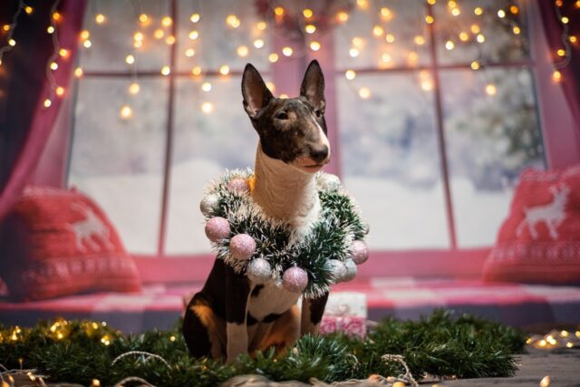 6 foto che ti faranno rivalutare i Bull Terrier all’istante