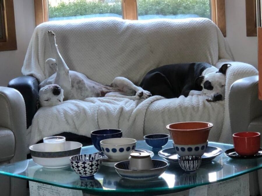cani salotto divano