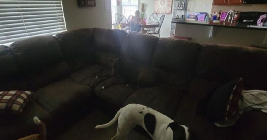 cani due divano