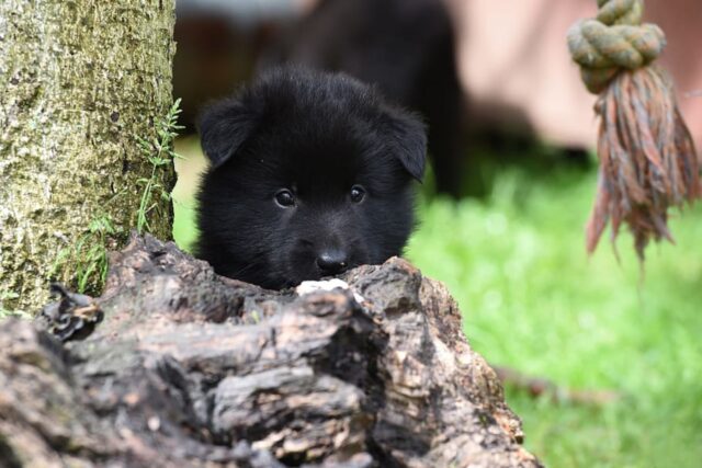 6 foto di cani capaci di camuffarsi nell’ambiente meglio di chiunque altro