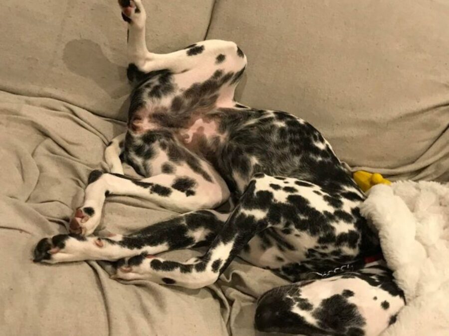 cane dalmata divertente