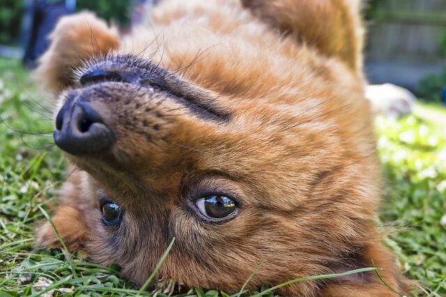 6 foto di cani che adorano dormire nei modi più bizzarri