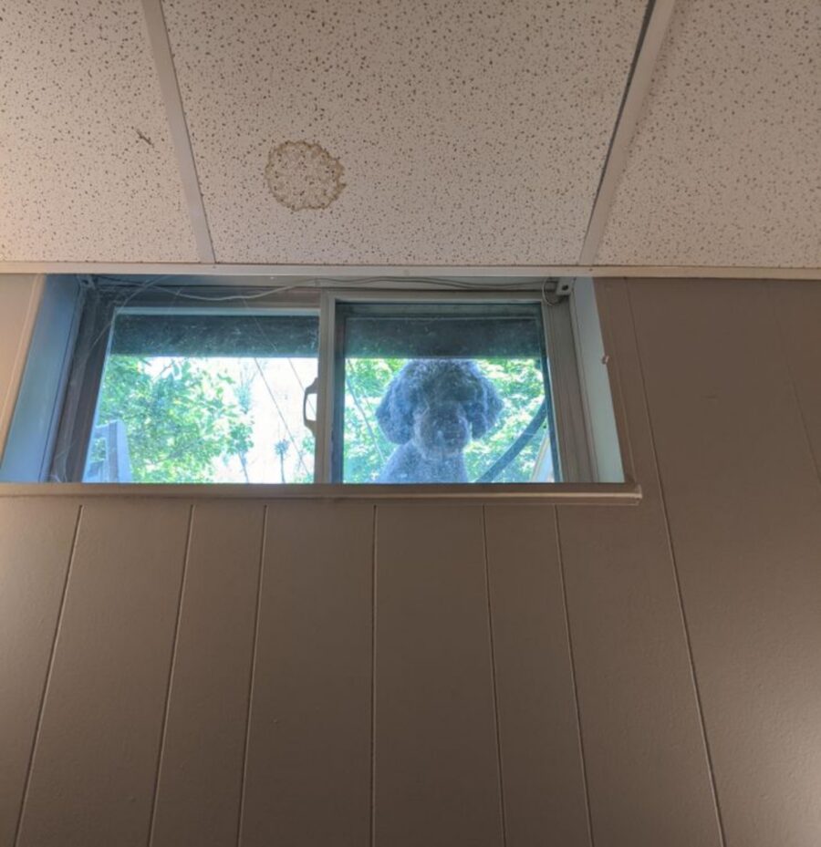 cane fuori finestra