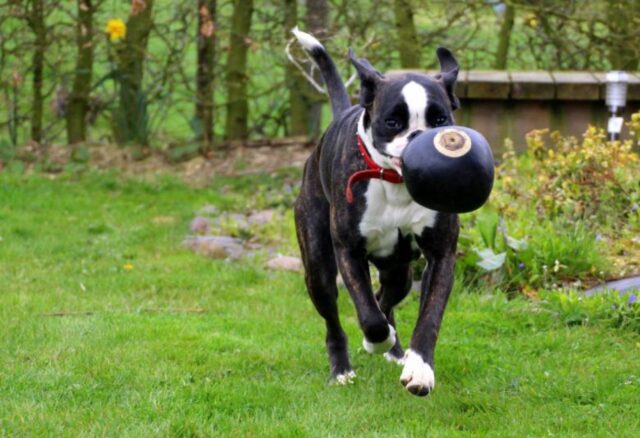 6 foto di cani che dovevano essere belle ma si sono rivelate tutt’altro