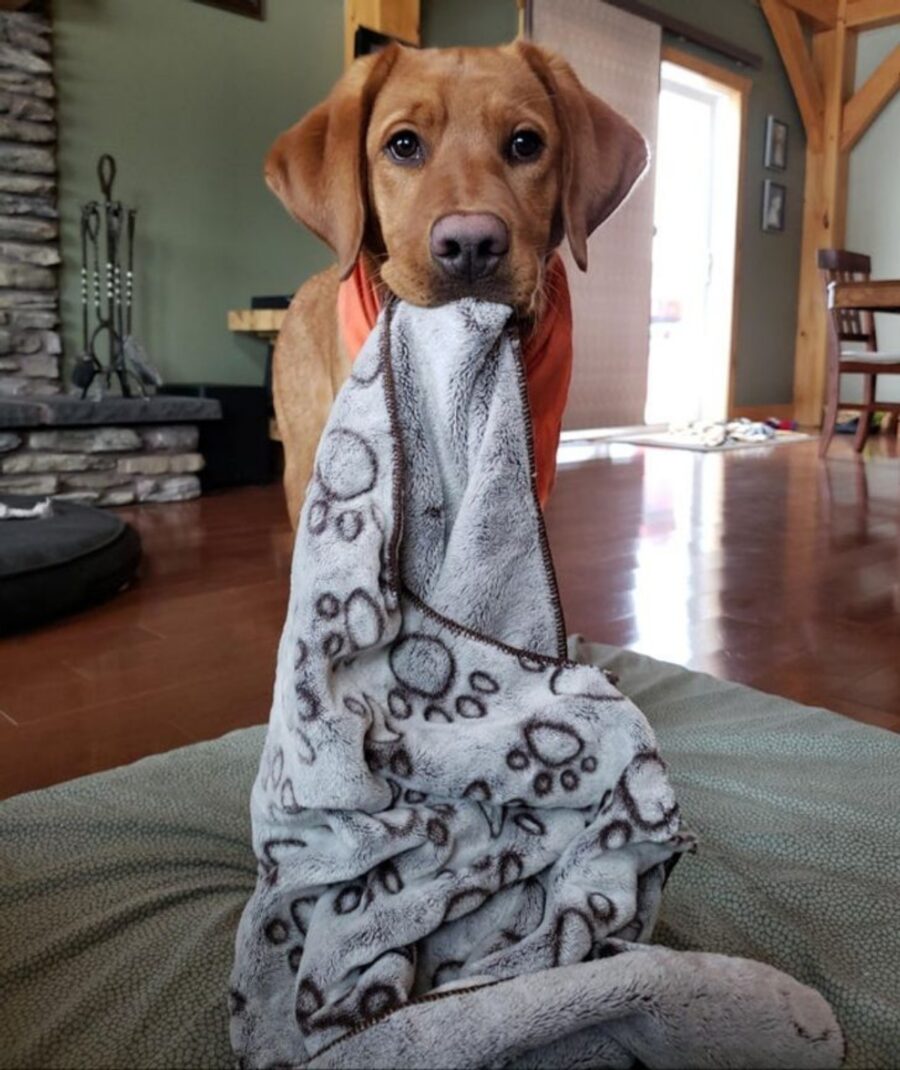 cucciolo con coperta