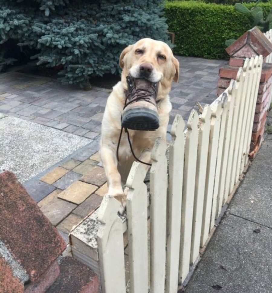 cane scarpa giardino